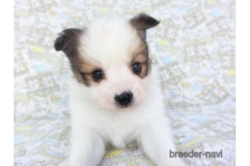 成約済の千葉県のパピヨン-142599の3枚目